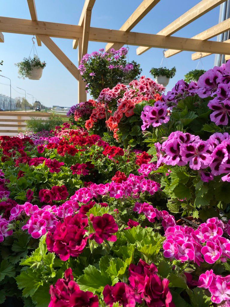 Sommerblumen